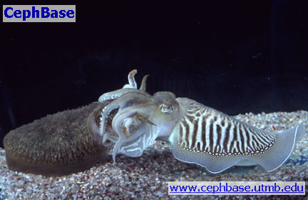 mating-cuttlefish (36k image)